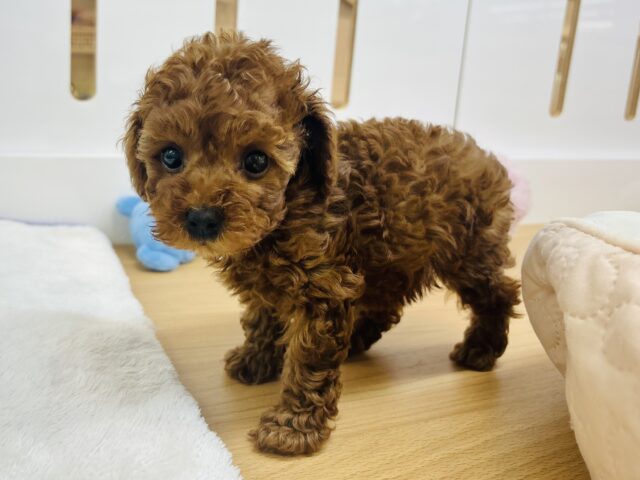みんなが褒めてくれるのぉ♡♡トイプードルちゃん！