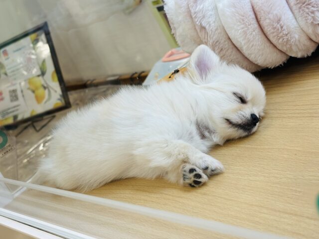 ムチムチボディーはいかが??チワワちゃん! チワワ