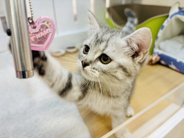 スコティッシュフォールド