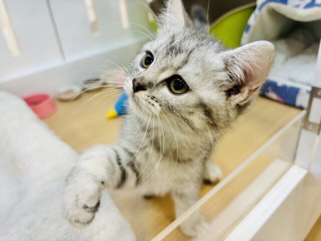 スコティッシュフォールド