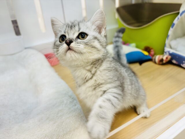 スコティッシュフォールド