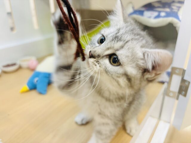 スコティッシュフォールド