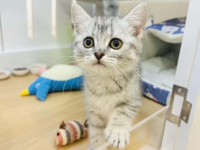 スコティッシュフォールド