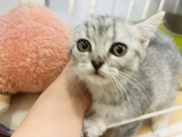 スコティッシュフォールド