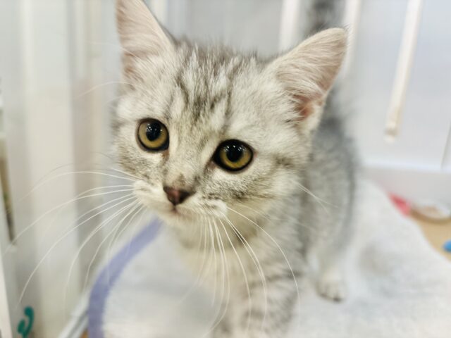 スコティッシュフォールド