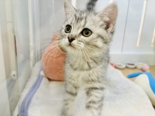 スコティッシュフォールド