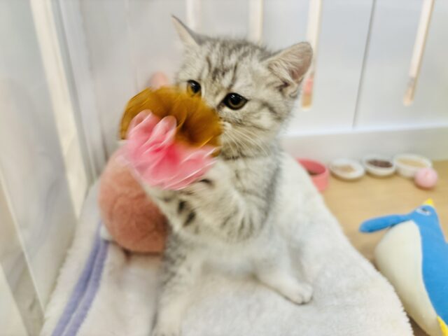 スコティッシュフォールド