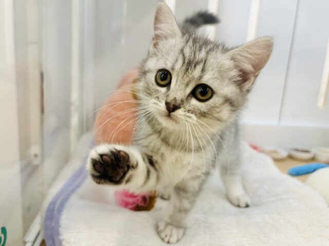 スコティッシュフォールド