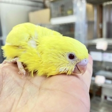 おチビちゃんからのお迎えはいかが？　セキセイインコルチノーさん💖
