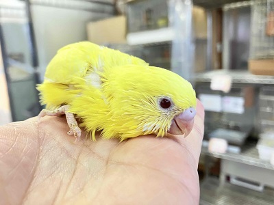 おチビちゃんからのお迎えはいかが？　セキセイインコルチノーさん💖