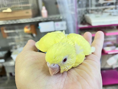 セキセイインコ