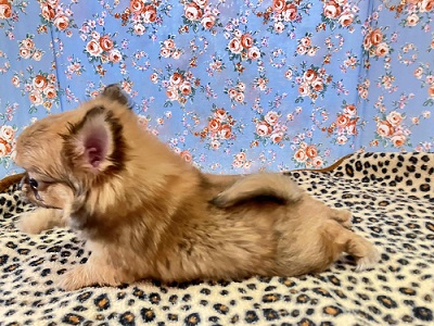 秘蔵っ子は愛嬌たっぷり!チワワちゃん入舎しました チワワ