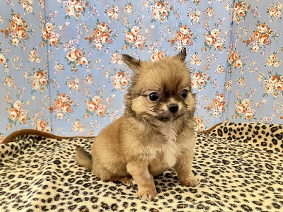 秘蔵っ子は愛嬌たっぷり!チワワちゃん入舎しました チワワ