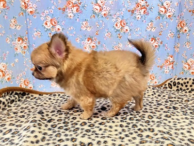 秘蔵っ子は愛嬌たっぷり!チワワちゃん入舎しました チワワ