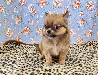 秘蔵っ子は愛嬌たっぷり!チワワちゃん入舎しました チワワ