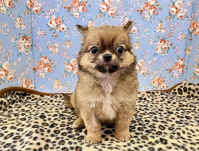 秘蔵っ子は愛嬌たっぷり!チワワちゃん入舎しました チワワ