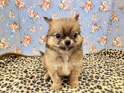 秘蔵っ子は愛嬌たっぷり!チワワちゃん入舎しました チワワ