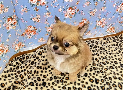 秘蔵っ子は愛嬌たっぷり!チワワちゃん入舎しました チワワ