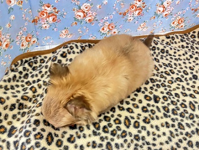 秘蔵っ子は愛嬌たっぷり!チワワちゃん入舎しました チワワ