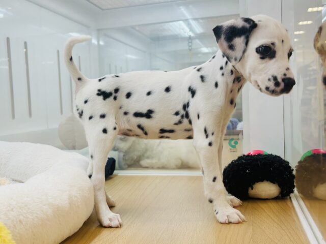 ダルメシアン