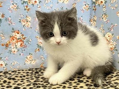 ブリティッシュショートヘア