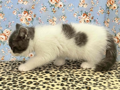 ブリティッシュショートヘア