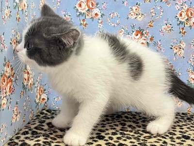 ブリティッシュショートヘア