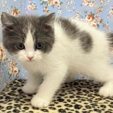 O型気質！？おっとりマイペースなブリティッシュくんがやってきた