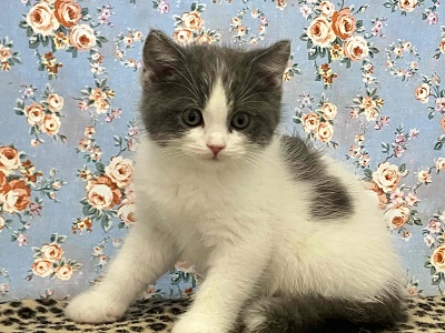 ブリティッシュショートヘア