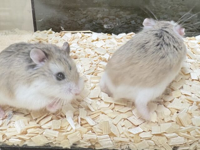 ロボロフスキーハムスター