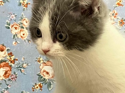 ブリティッシュショートヘア