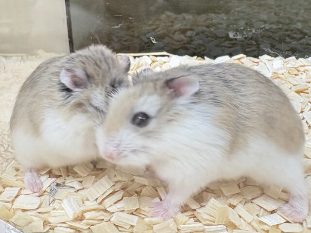 ロボロフスキーハムスター