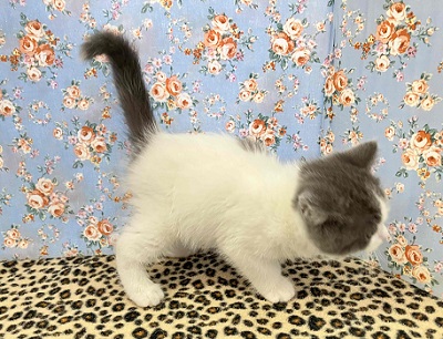 ブリティッシュショートヘア