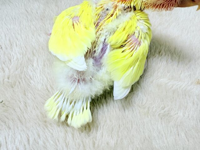 コザクラインコ（小桜インコ）