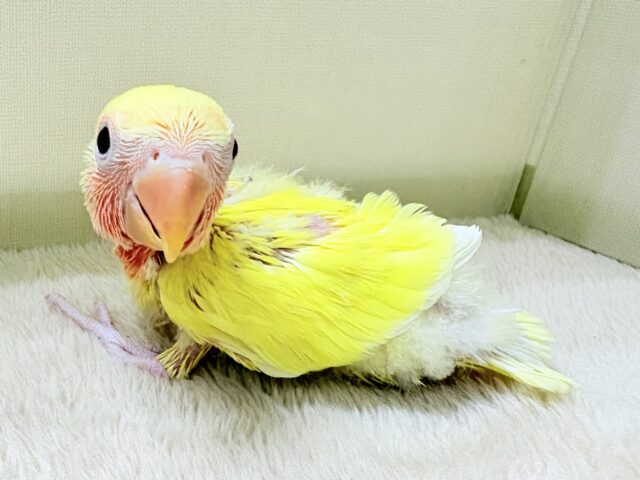 コザクラインコ（小桜インコ）