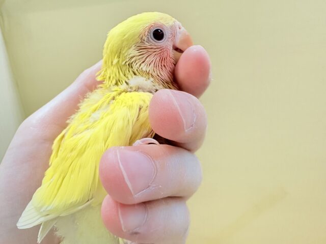 コザクラインコ（小桜インコ）