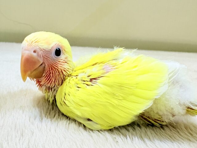 コザクラインコ（小桜インコ）