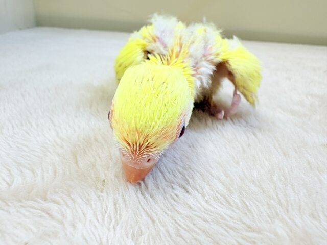 コザクラインコ（小桜インコ）