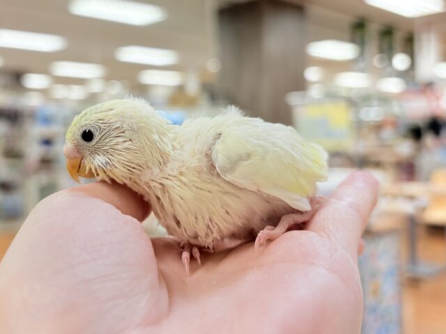 セキセイインコ