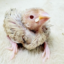 優しい色になるよ‼️シナモン文鳥(ヒナ)