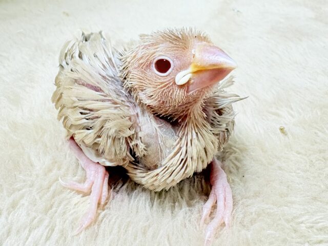 優しい色になるよ‼️シナモン文鳥(ヒナ)