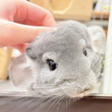 【最新動画】恥ずかしがり屋のふわふわガール♡チンチラ（バイオレット）女の子