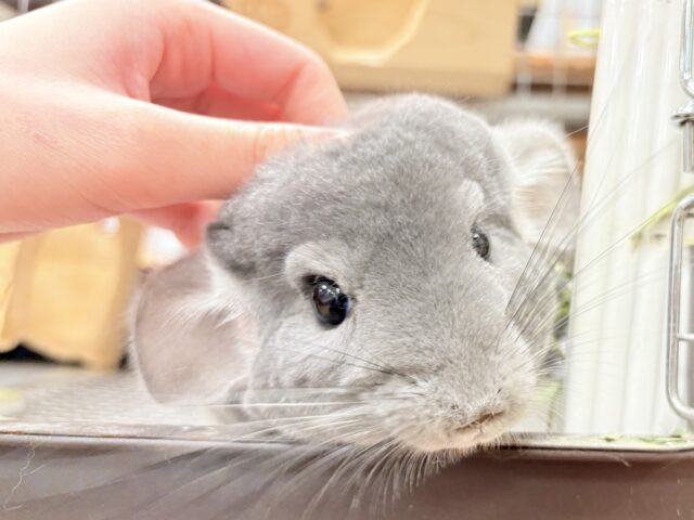 【最新動画】恥ずかしがり屋のふわふわガール♡チンチラ（バイオレット）女の子