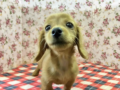 ミニチュアダックス