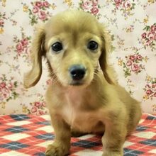 へなちょこ感満載⁉可愛いダックス入舎だよ♪