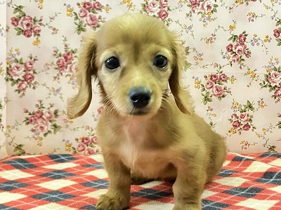 へなちょこ感満載⁉可愛いダックス入舎だよ♪