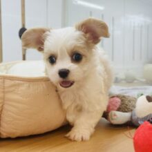 ドッタンバッタン愛を届けるよ♡ミックス犬ちゃん(キャバリア×ビションフリーゼ)