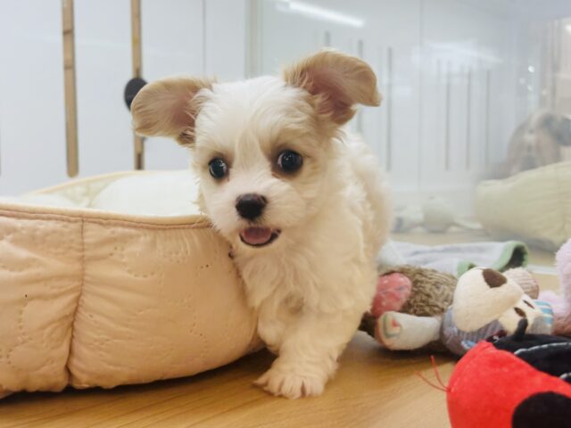 ドッタンバッタン愛を届けるよ♡ミックス犬ちゃん(キャバリア×ビションフリーゼ)