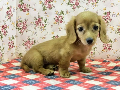 ミニチュアダックス