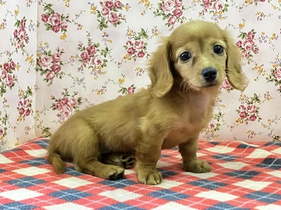 ミニチュアダックス